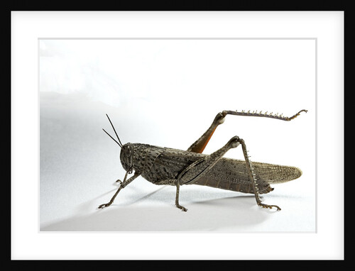 Anacridium aegyptium (egyptian locust) by Anonymous