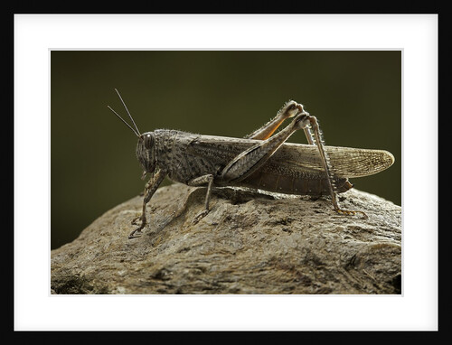Anacridium aegyptium (egyptian locust) by Anonymous