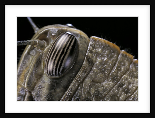 Anacridium aegyptium (egyptian locust) - eye by Anonymous