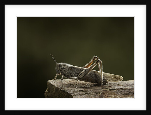 Anacridium aegyptium (egyptian locust) by Anonymous