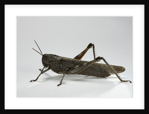 Anacridium aegyptium (egyptian locust) by Anonymous