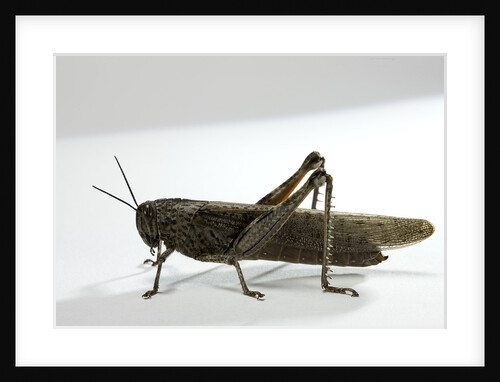 Anacridium aegyptium (egyptian locust) by Anonymous