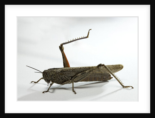 Anacridium aegyptium (egyptian locust) by Anonymous