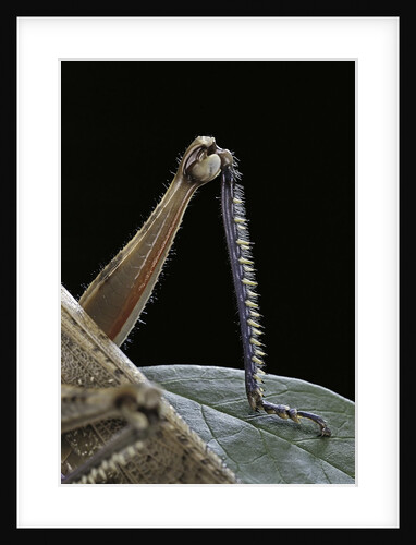 Anacridium aegyptium (egyptian locust) - hindleg by Anonymous