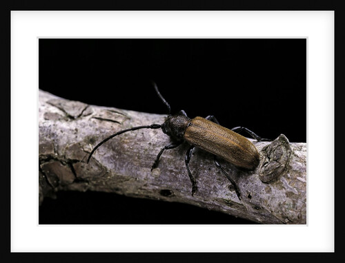Anaesthetis testacea (longhorn beetle) by Anonymous