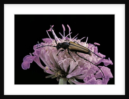 Anastrangalia dubia (longhorn beetle) by Anonymous