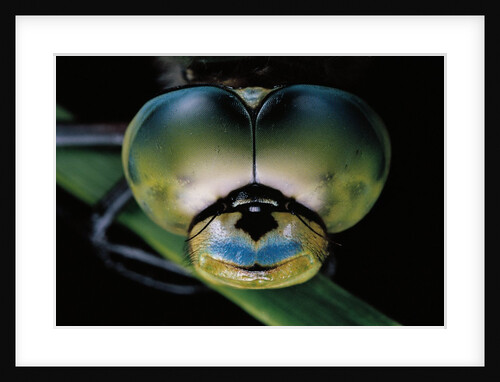 Anax imperator (emperor dragonfly) - eyes by Anonymous