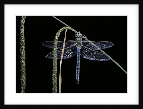 Anax imperator (emperor dragonfly) by Anonymous