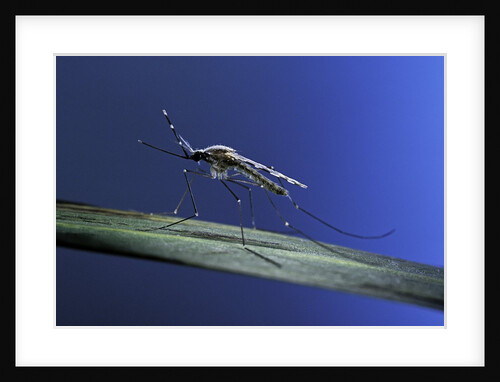 Anopheles maculipennis (malaria mosquito) by Anonymous