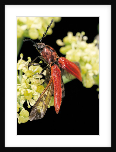 Anostirus purpureus (click beetle) by Anonymous