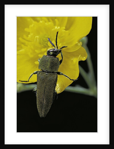 Anthaxia hungarica (jewel beetle) by Anonymous