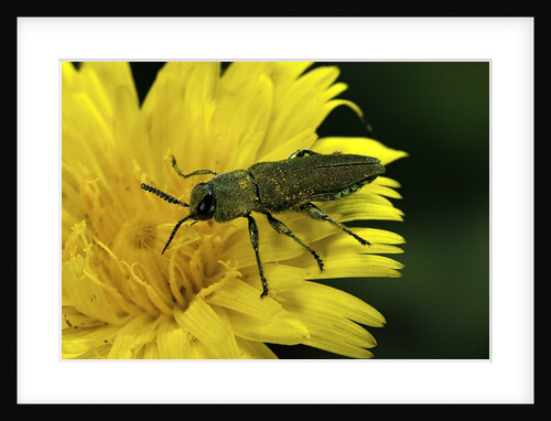 Anthaxia hungarica (jewel beetle) by Anonymous