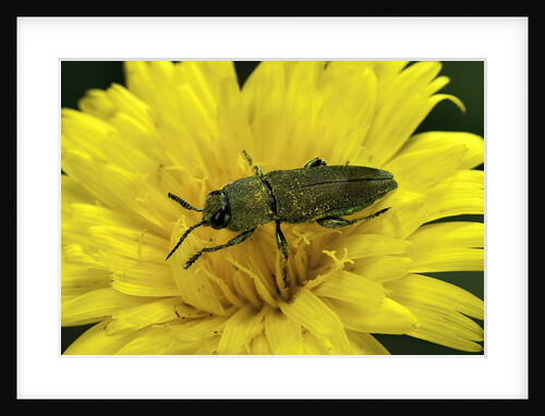 Anthaxia hungarica (jewel beetle) by Anonymous