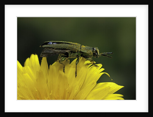 Anthaxia hungarica (jewel beetle) by Anonymous