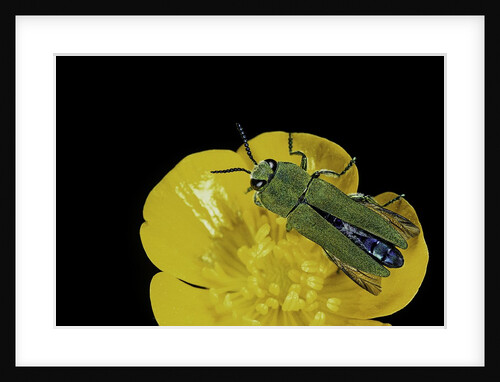 Anthaxia hungarica (jewel beetle) by Anonymous