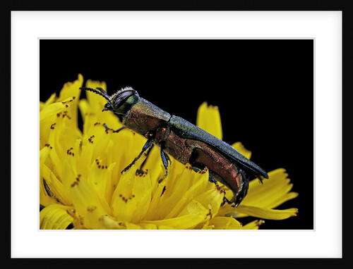 Anthaxia hungarica (jewel beetle) by Anonymous