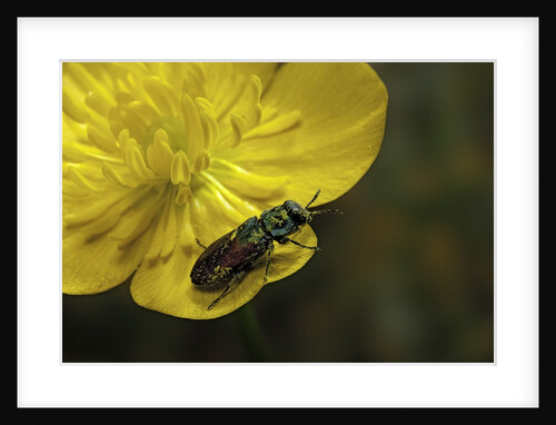 Anthaxia salicis (pasture splendour beetle) by Anonymous