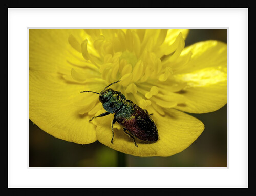 Anthaxia salicis (pasture splendour beetle) by Anonymous