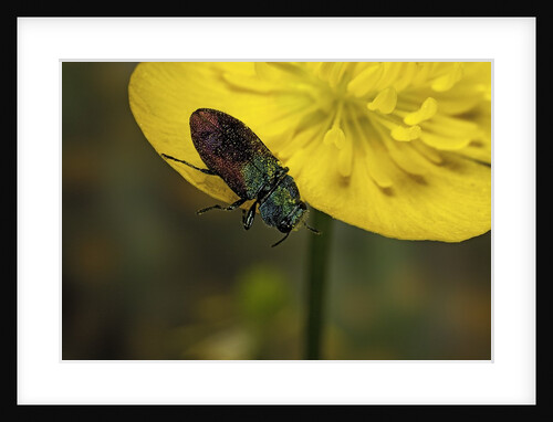 Anthaxia salicis (pasture splendour beetle) by Anonymous