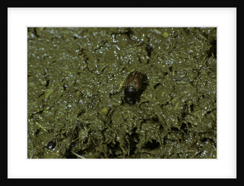 Aphodius fimetarius (dung beetle) by Anonymous