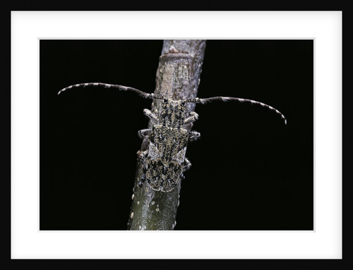 Mesosa nebulosa (longhorn beetle) by Anonymous