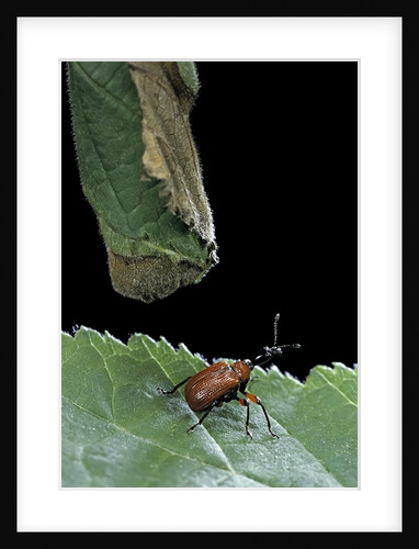 Apoderus coryli (hazel leaf-roller) by Anonymous