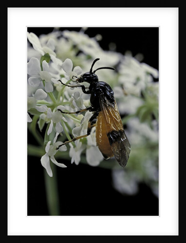 Arge cyanocrocea (bramble sawfly) by Anonymous