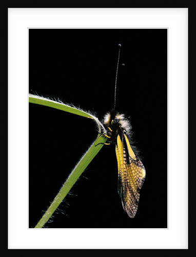 Libelloides coccajus (owlfly) by Anonymous