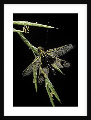 Libelloides longicornis (owlfly) by Anonymous