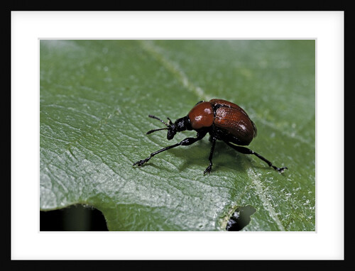 Attelabus nitens (oak leaf-roller ) by Anonymous