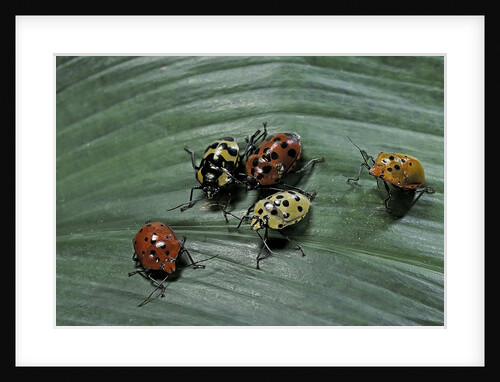 Augocoris gomesii (Amazonia bug) by Anonymous