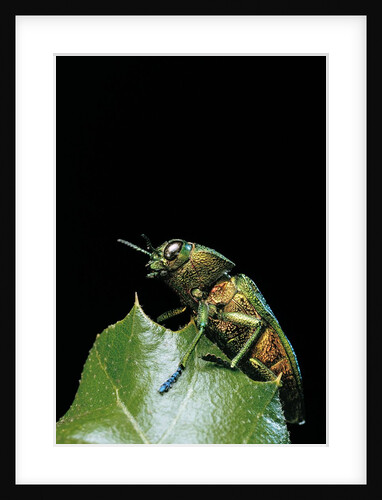 Aurigena unicolor (jewel beetle) by Anonymous
