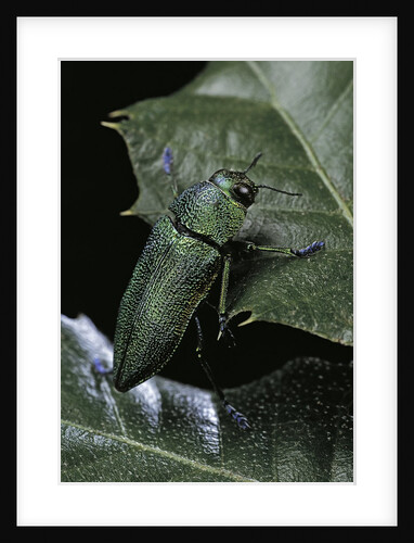 Aurigena unicolor (jewel beetle) by Anonymous