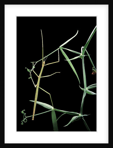 Baculum sp. (stick insect) by Anonymous