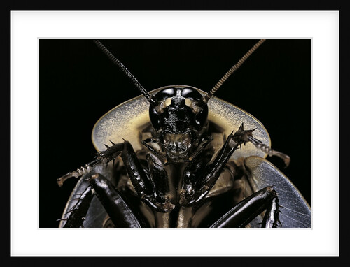 Blaberus giganteus (giant cockroach) by Anonymous