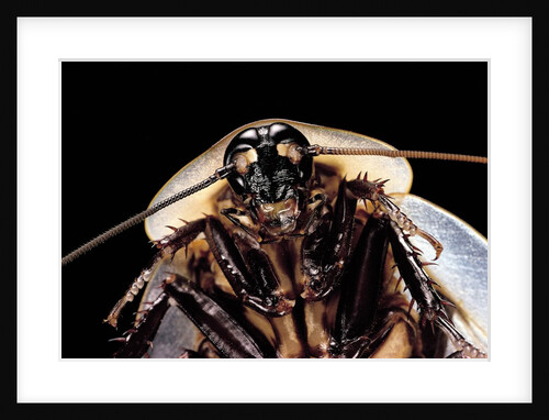 Blaberus giganteus (giant cockroach) by Anonymous