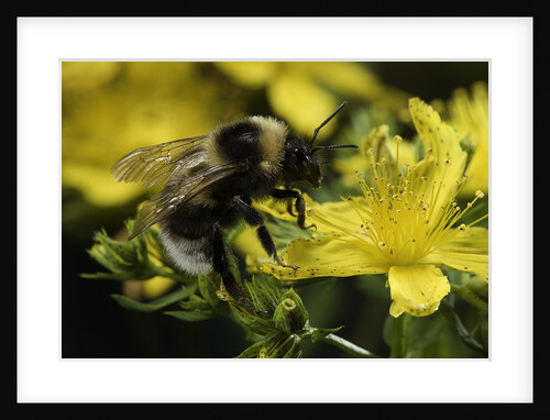 Bombus hortorum (small garden bumblebee) by Anonymous