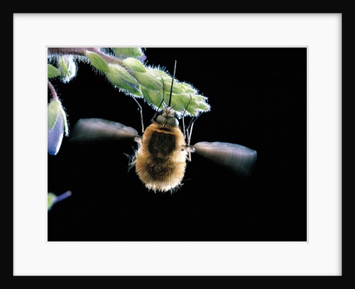 Bombylius major (Large Bee-fly), a bee mimic by Anonymous