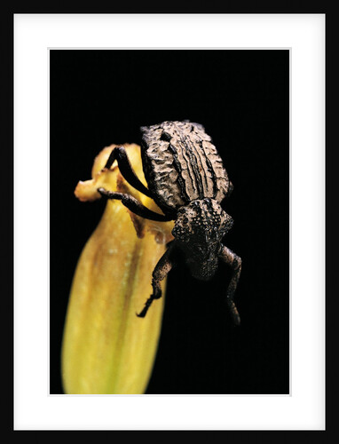 Brachycerus undatus (weevil) by Anonymous