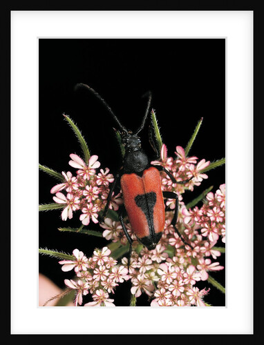 Stictoleptura cordigera (long-horned beetle) by Anonymous