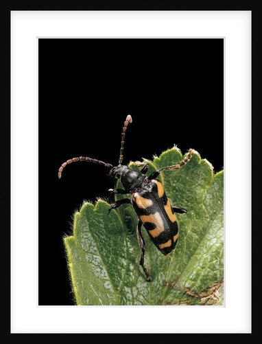 Brachyta borni (long-horned beetle) by Anonymous