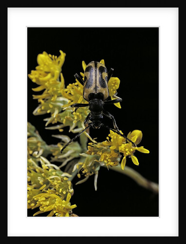 Brachyta interrogationis (long-horned beetle) by Anonymous