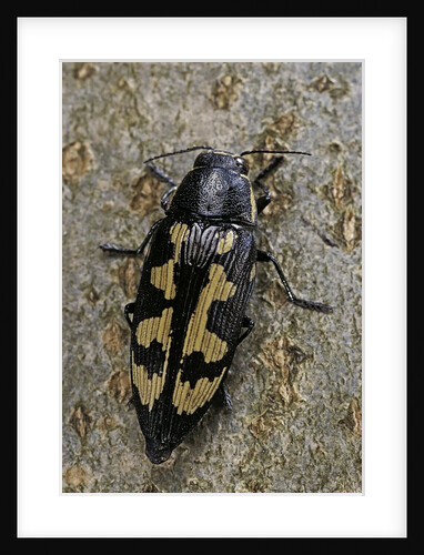 Buprestis novemmaculata (jewel beetle) by Anonymous