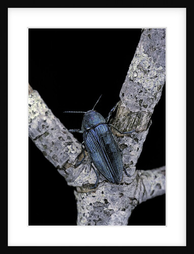 Buprestis rustica (jewel beetle) by Anonymous