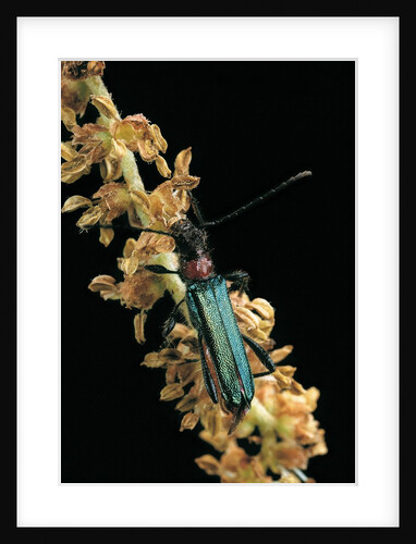 Callimellum abdominale (longhorn beetle) by Anonymous