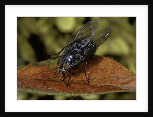 Calliphora vicina (urban bluebottle blowfly) by Anonymous