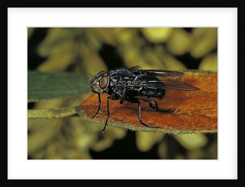 Calliphora vicina (urban bluebottle blowfly) by Anonymous