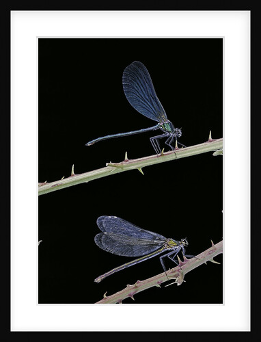 Calopteryx virgo (beautiful demoiselle) - male and female by Anonymous