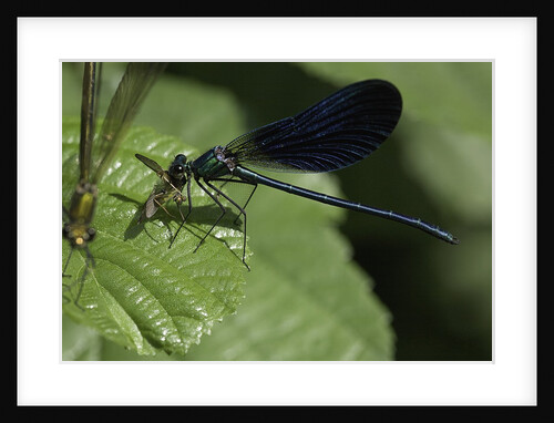 Calopteryx virgo (beautiful demoiselle) - devouring a fly by Anonymous