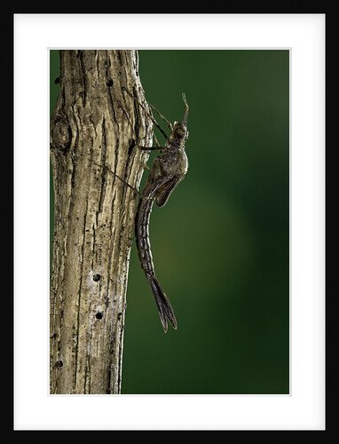 Calopteryx virgo (beautiful demoiselle) - emerging by Anonymous